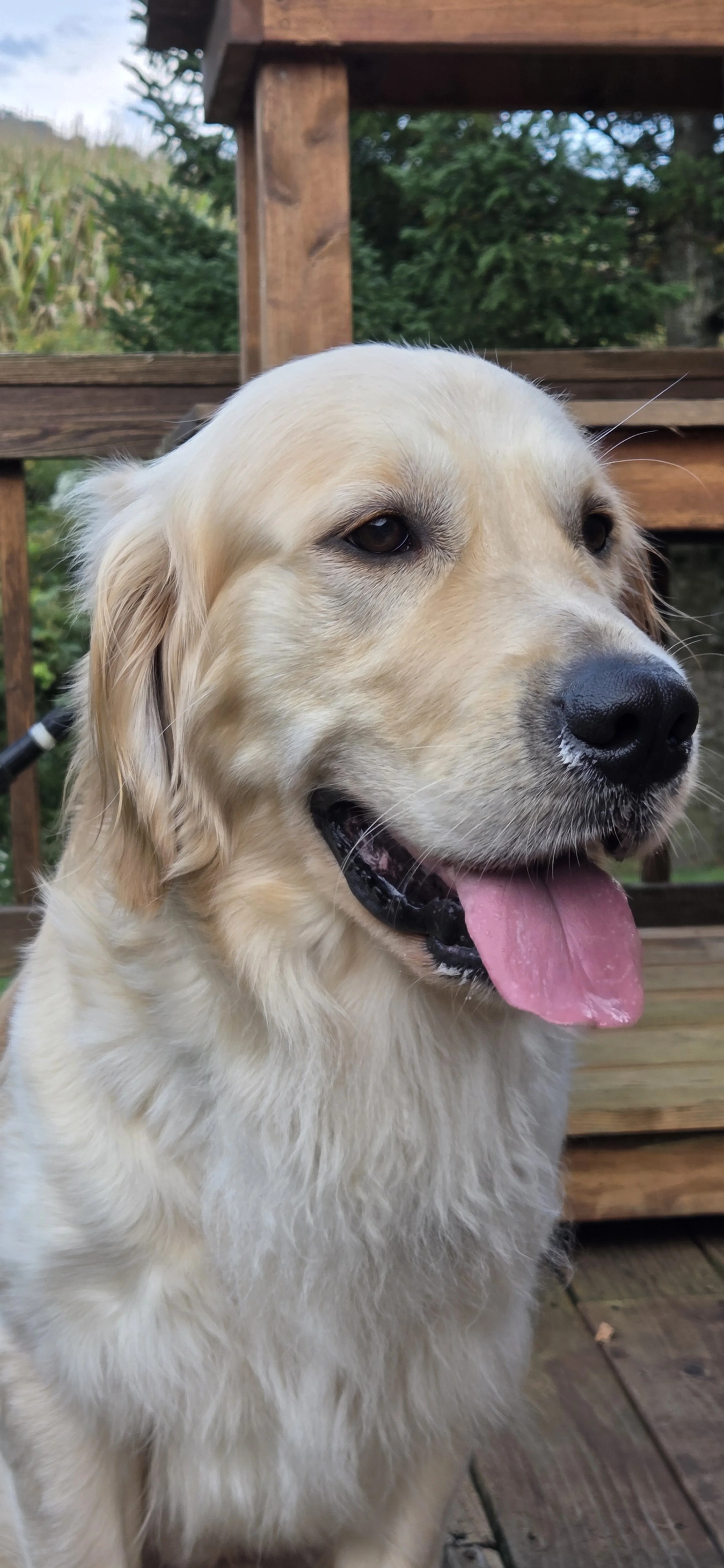Murphy — Golden Retriever Rescue of Wisconsin